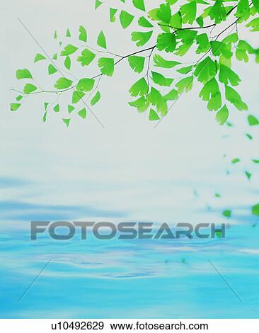 Stock Photo - Water ripples under tree leaves. Fotosearch