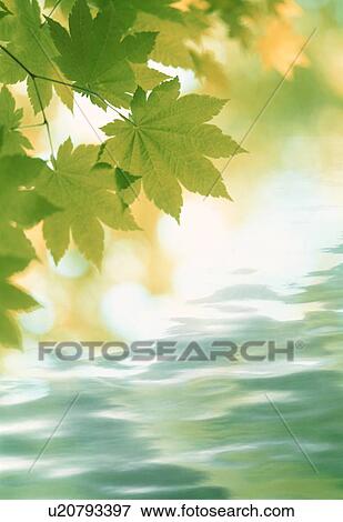 Water ripples under tree leaves View Large Photo Image Stock Photo - Water ripples under tree leaves. Fotosearch