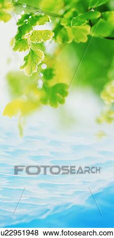 Stock Photo - Water ripples under tree leaves. Fotosearch