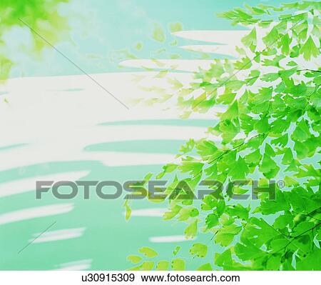 Stock Photo - Water ripples under tree leaves. Fotosearch