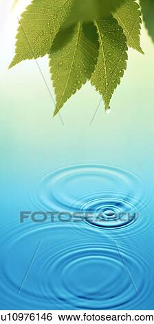 Stock Photograph - Water ripples under tree leaves. Fotosearch