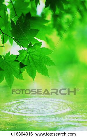 Stock Photograph - Water ripples under tree leaves. Fotosearch