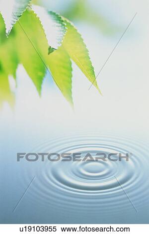 Water ripples under tree leaves View Large Photo Image Stock Photography - Water ripples under tree leaves. Fotosearch