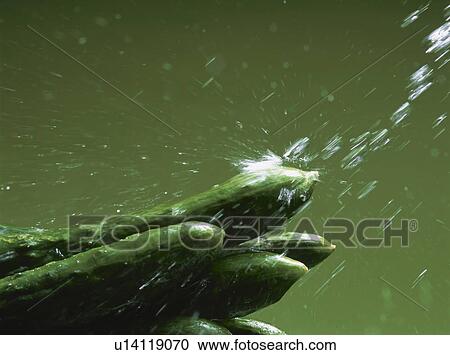 Stock Image - Water splashing on cucumbers. Fotosearch