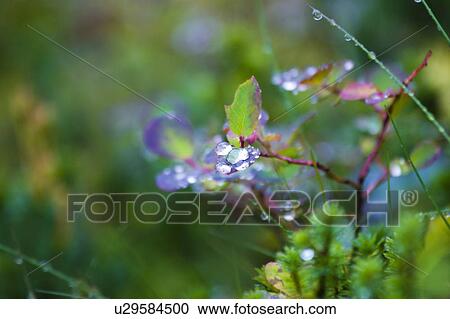 Waterdrop View Large Photo Image Stock Image - Waterdrop. Fotosearch