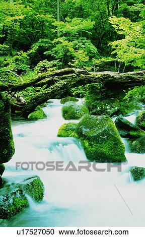 Stock Image - Waterfall in a forest. Fotosearch