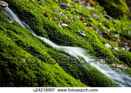 Stock Photo - Waterfall with moss in Ryujin, Norikura Plateau, Matsumoto, Nagano Prefecture, Japan. Fotosearch