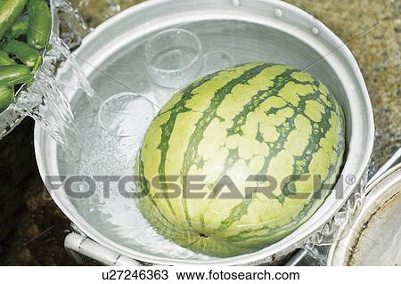 Watermelon in water being chilled View Large Photo Image Stock Image - Watermelon in water being chilled. Fotosearch