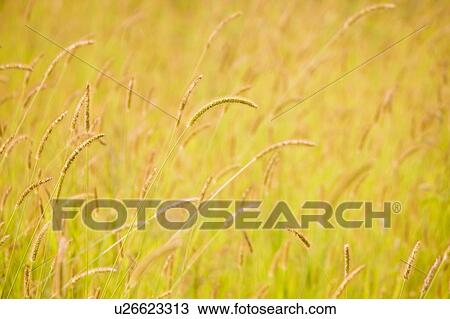 Weeds in field, Otsu, Shiga Prefecture, Japan View Large Photo Image Stock Image - Weeds in field, Otsu, Shiga Prefecture, Japan. Fotosearch