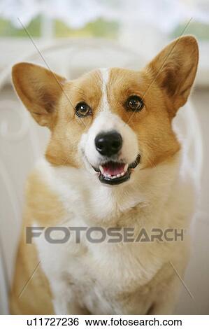Stock Photograph - Welsh Corgi. Fotosearch