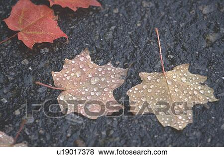 Stock Photo - Wet leaves on street. Fotosearch