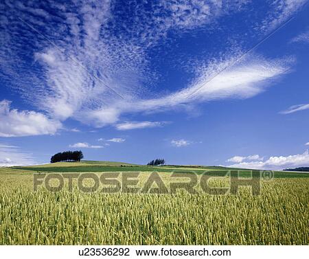 Stock Image - Wheat Field and Blue Sky. Fotosearch
