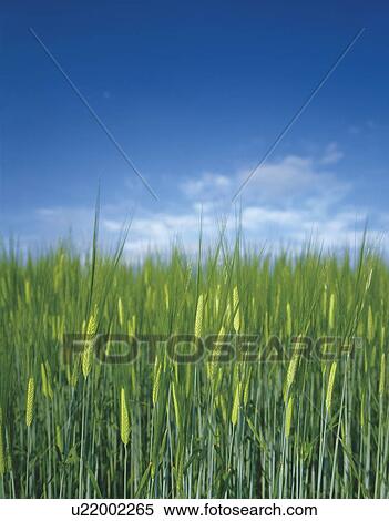 Stock Photography - Wheat field. Biei-machi, Hokkaido, Japan. Fotosearch