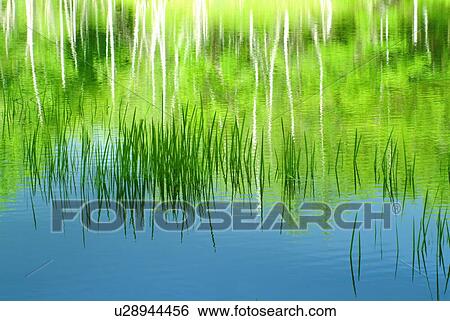 Stock Photograph - White birch reflected in pond. Norikura plateau, Matsumoto, Nagano Prefecture, Japan. Fotosearch