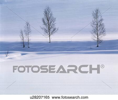 White Birch Standing in Snow Field View Large Photo Image Stock Photography - White Birch Standing in Snow Field. Fotosearch