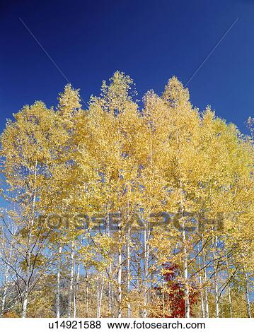 Stock Photo - White birch trees in autumn, Hokkaido prefecture, Japan. Fotosearch