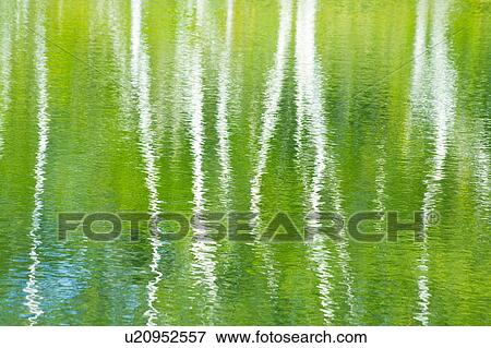 White Birch Trees Reflected in a Pond. Norikura Plateau, Matsumoto, Nagano Prefecture, Japan View Large Photo Image Stock Photo - White Birch Trees Reflected in a Pond. Norikura Plateau, Matsumoto, Nagano Prefecture, Japan. Fotosearch