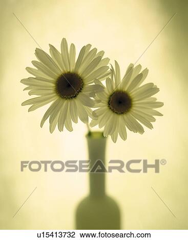White chrysanthemums in a vase View Large Photo Image Stock Image - White chrysanthemums in a vase. Fotosearch