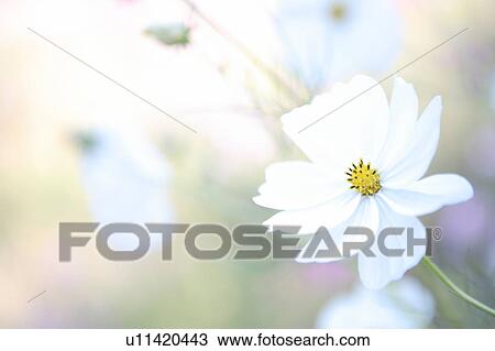 Stock Image - White Cosmos. Fotosearch