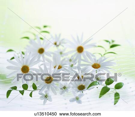 White daisies View Large Photo Image Stock Image - White daisies. Fotosearch