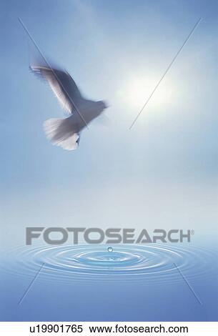 White dove flying over water drop and ripples View Large Photo Image Stock Photography - White dove flying over water drop and ripples. Fotosearch
