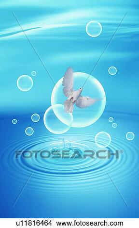 Picture - White dove flying with bubbles over water splash. Fotosearch