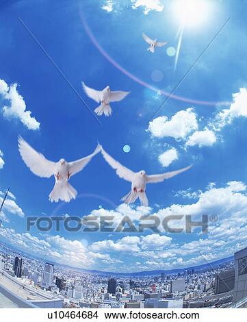 White doves flying over cityscape View Large Photo Image Picture - White doves flying over cityscape. Fotosearch