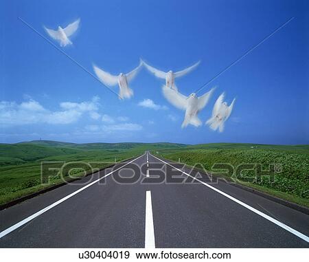 Stock Photo - White doves flying over rural road. Perth, Australia. Fotosearch