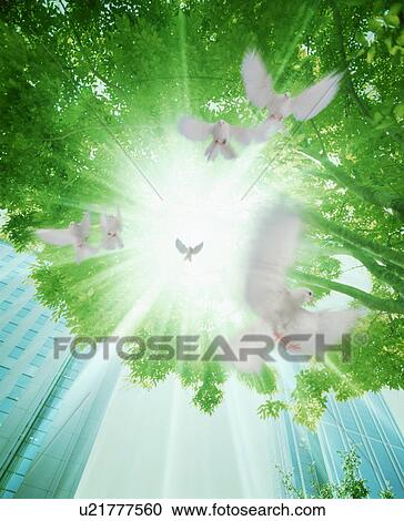 Stock Image - White doves flying under tree in city. Fotosearch