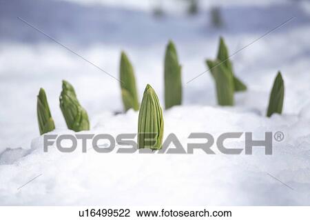 Stock Image - White false hellebore in snow. Fotosearch