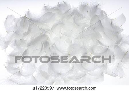 Stock Photo - White feathers, white background. Fotosearch
