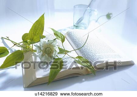 Stock Photo - White flower on open book. Fotosearch