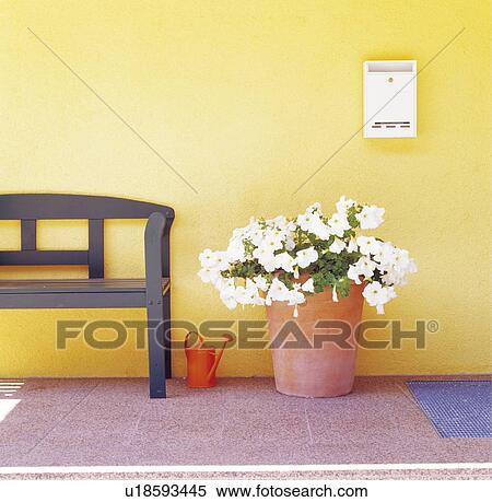 White flowers in a pot on a patio View Large Photo Image Stock Photography - White flowers in a pot on a patio. Fotosearch