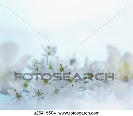 White flowers View Large Photo Image Picture - White flowers. Fotosearch