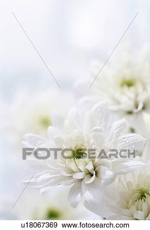 Stock Photo - White flowers. Fotosearch