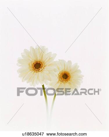 Stock Photo - White gerberas. Fotosearch