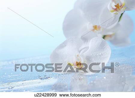 White orchids View Large Photo Image Stock Photo - White orchids. Fotosearch