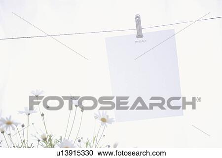 White paper pegged to string with daisies View Large Photo Image Stock Image - White paper pegged to string with daisies. Fotosearch