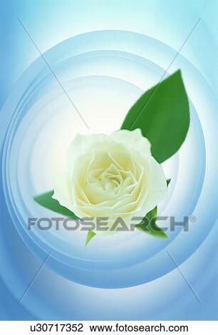 Stock Image - White rose and leaves. Fotosearch