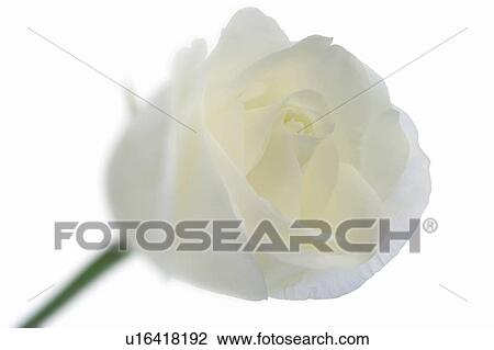 Stock Image - White rose. Fotosearch