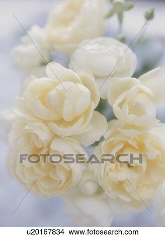White roses View Large Photo Image Picture - White roses. Fotosearch