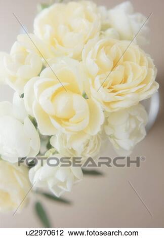 Stock Image - White roses. Fotosearch