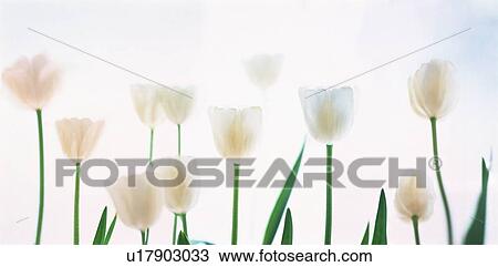 Stock Image - White tulips. Fotosearch