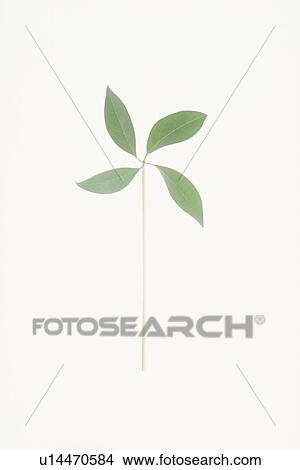Picture - Wind turbine made out of leaves for environmental conservation. Fotosearch