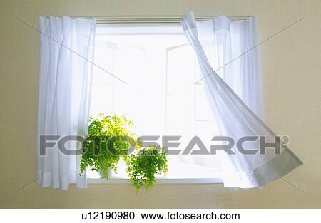 Stock Image - Window with pot plant and curtains in breeze. Fotosearch