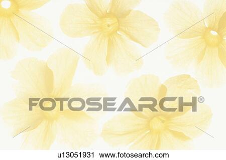 Stock Image - Winter jasmine flowers. Fotosearch