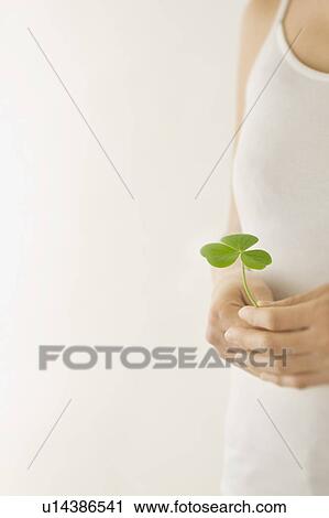 Stock Image - Women's hand holding a clover leaf. Fotosearch