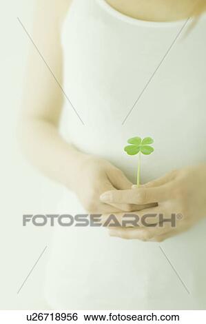 Women's hand holding a four leaf clover View Large Photo Image Stock Photograph - Women's hand holding a four leaf clover. Fotosearch