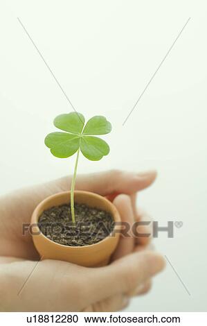 Stock Image - Women's hand holding a seedling . Fotosearch