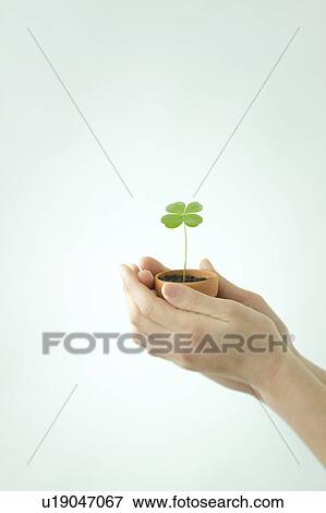 Women's hand holding a seedling View Large Photo Image Stock Photo - Women's hand holding a seedling. Fotosearch